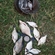 Carp bream