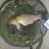 Tench