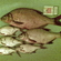 Carp bream