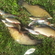 Tench