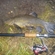 Tench