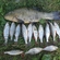 Tench