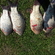 Crucian carp