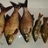 Carp bream