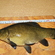 Tench