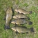 Tench