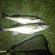 Pike perch