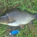 Carp