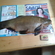 Tench