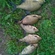 Carp bream