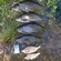 Tench