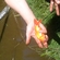 Crucian carp
