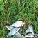 Carp bream