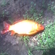 Crucian carp