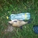 Carp bream