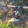 Eurasian perch