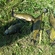 Tench