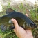 Tench
