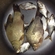 Crucian carp