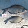 Carp bream