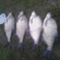 Carp bream