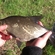 Carp bream