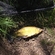 Tench