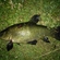 Tench
