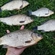 Prussian carp