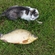 Crucian carp