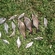 Carp bream