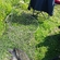 Grass carp