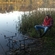 Prussian carp