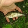 Eurasian perch