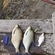 Carp bream