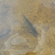 Tench