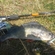 Eurasian perch