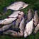Tench