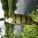Eurasian perch