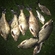 Carp bream