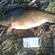 Tench