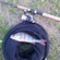 Eurasian perch