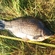 Prussian carp