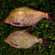 Carp bream