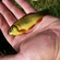 Crucian carp