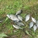 Carp bream