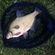 Carp bream