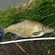 Carp bream