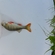 Eurasian perch