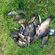 Crucian carp